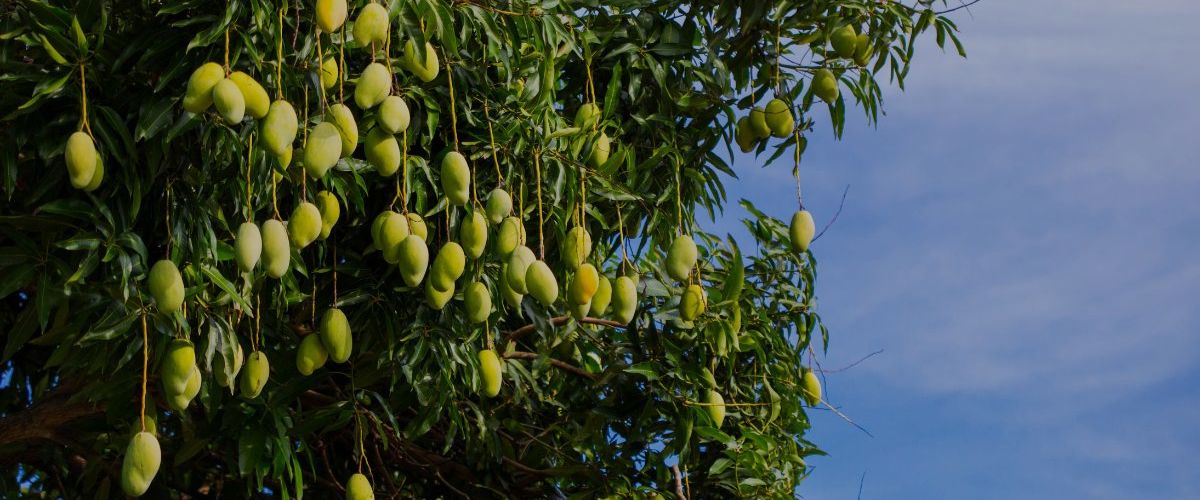Mangoes