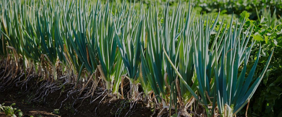onions